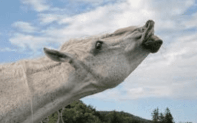 Choking In Horses