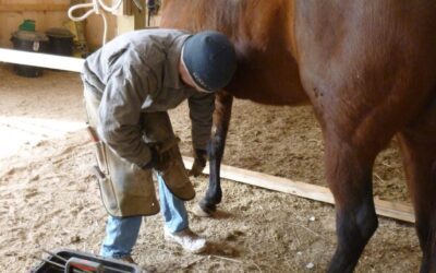 Farrier – Owner Relationships