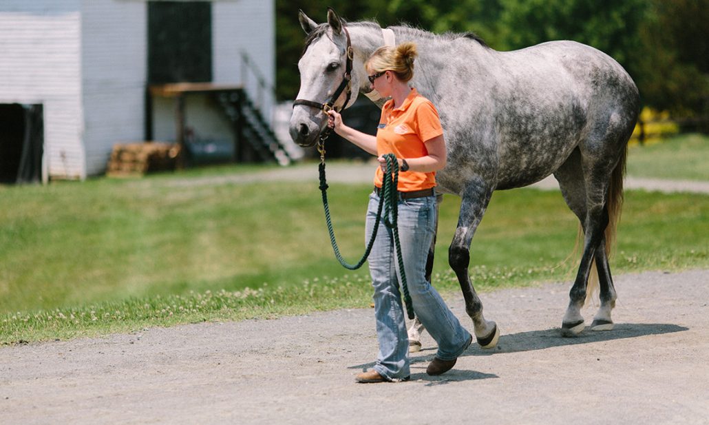 a person walking a horse