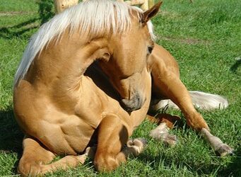 Navigating Back To Normal: General Care Of Neglected Horses