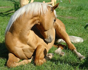 colic
