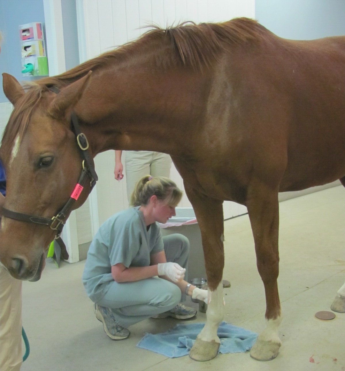 Stem-Cell-Pics vet sitting next to a horse